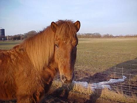 Islænder Lögi fra Höskuldstödum - han søde hovede billede 5