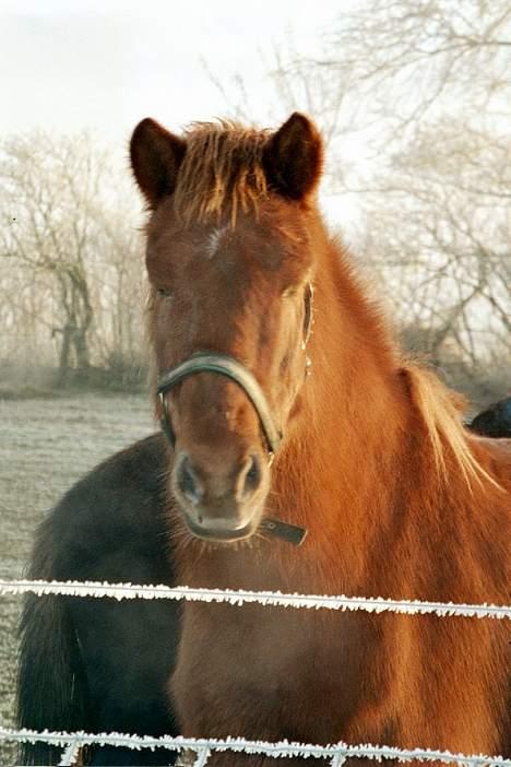 Islænder Lögi fra Höskuldstödum - uhhh... det er dejligt at have en vinterpels i dette her vejr...!! billede 8
