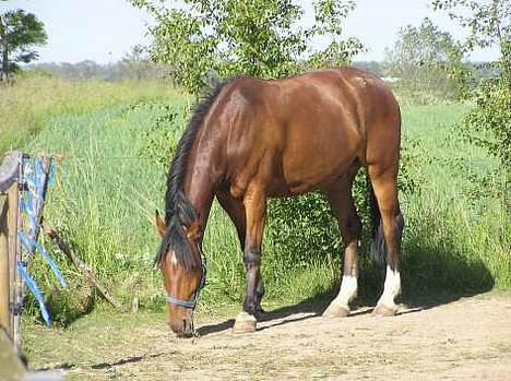 Anden særlig race Atilla-San *RIP* - Atilla på folden billede 5