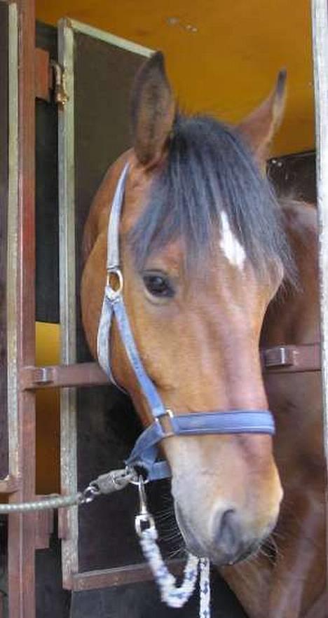 Anden særlig race Atilla-San *RIP* - Atilla i vores lasser. billede 6