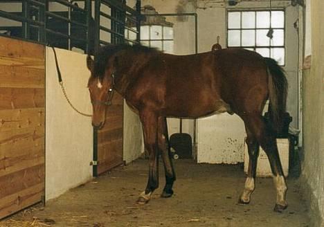 Anden særlig race Atilla-San *RIP* - Atilla som lille. Han er vist omkring 1 år her. billede 9