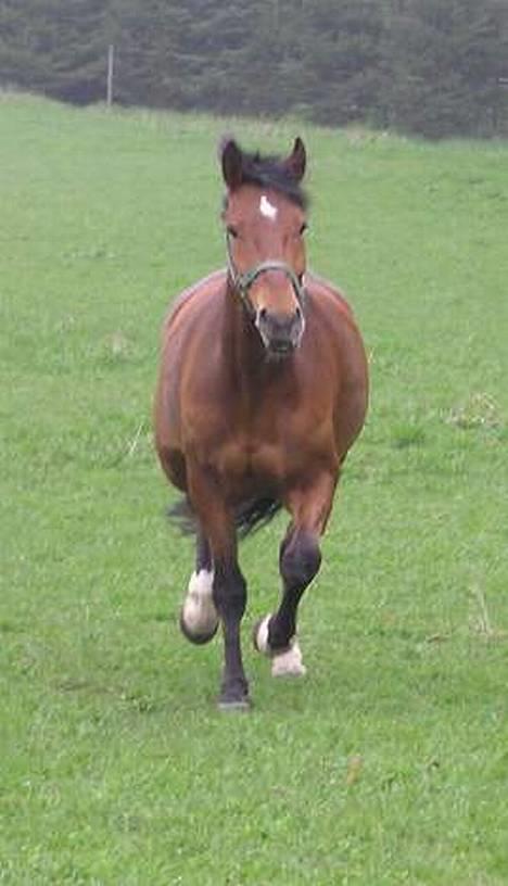 Anden særlig race Atilla-San *RIP* - Første gang på græs i år, der blev dog spist mere end der blev løbet... billede 10