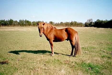 Islænder Lögi fra Höskuldstödum billede 10