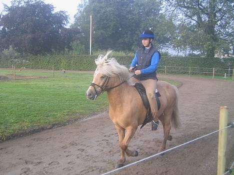 Islænder Snorri f.Reerslev - tølt til sydjysk mesterskaberne 2005 billede 2