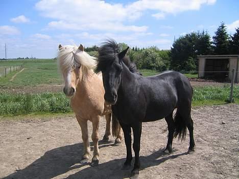 Islænder Snorri f.Reerslev - Snorri og Fála... de er bare gode venner.. "Turtel-Duerne" :-P billede 4
