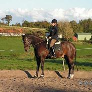 Anden særlig race Lygtegårdens Tabac