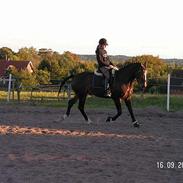 Anden særlig race Lygtegårdens Tabac