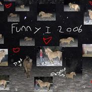 Fjordhest Funny R.I.P