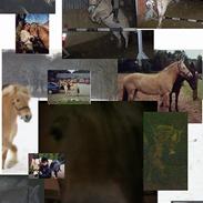 Fjordhest Funny R.I.P