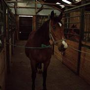 Dansk Varmblod maliza *solgt*