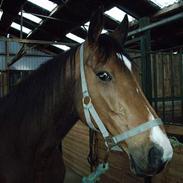 Dansk Varmblod maliza *solgt*