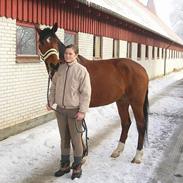 Dansk Varmblod Elmegårdens Fairplay