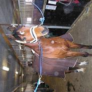 Dansk Varmblod Elmegårdens Fairplay