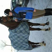 Dansk Varmblod Elmegårdens Fairplay