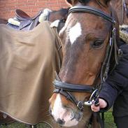 Anden særlig race Qui