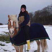 Haflinger Bando