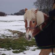 Haflinger Bando