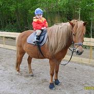 Islænder Pjakkur f. Spåndlundgård.