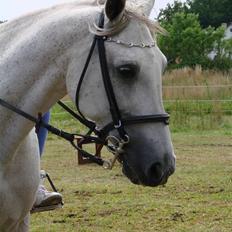 Traver Orlov abita nordhøj