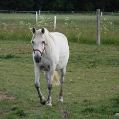 Traver Orlov abita nordhøj