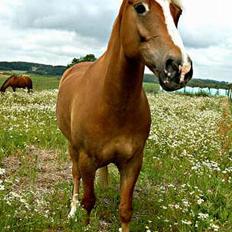 New Forest Filur ( solgt )   ;'(