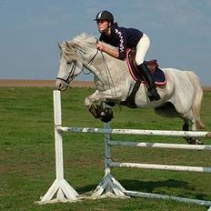 Tysk Sportspony Shadow 79 {Solgt} 