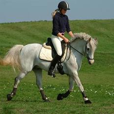 Tysk Sportspony Shadow 79 {Solgt} 