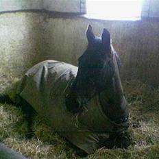 Anden særlig race Phyrus