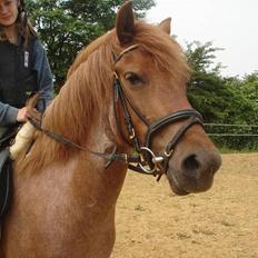 Anden særlig race Rozita