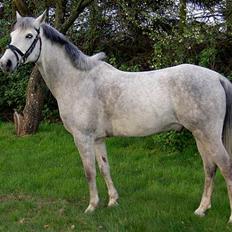 Anden særlig race Mirco(solgt)