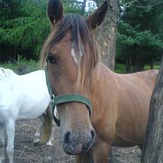 Anden særlig race **Celina** (SOLGT)