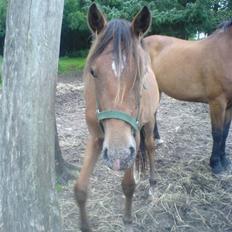 Anden særlig race **Celina** (SOLGT)