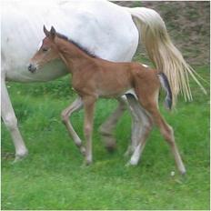 Anden særlig race **Celina** (SOLGT)