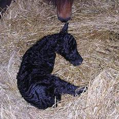 Miniature black speedy "solgt"