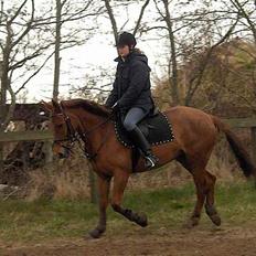 DSP Englykkes Ginger