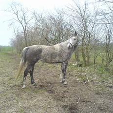 Anden særlig race Tessa *Solgt*