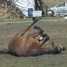 Trakehner Rocetta solgt tidliger hest