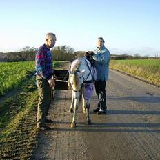 Welsh Pony (sec B) Korreborgs pedro SOLGT
