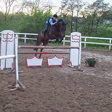 Hannoveraner Durango 14 <3 SOLGT