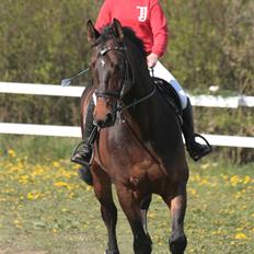 Hannoveraner Durango 14 <3 SOLGT