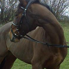 Fuldblod (XX) Aksaias (DØD) :(