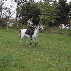 Welsh Pony (sec B) Korreborgs pedro SOLGT