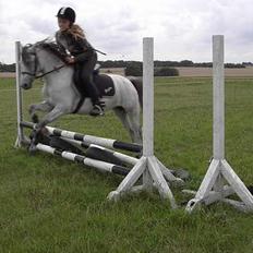 Welsh Pony (sec B) Korreborgs pedro SOLGT