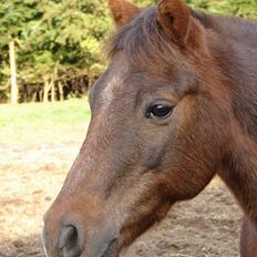 Anden særlig race Rosty Don