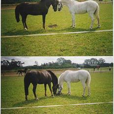 Anden særlig race Rosty Don