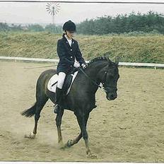 Anden særlig race Rosty Don