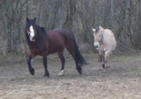 Dales Nevada - Mig og naboens fede pony  :o) billede 3