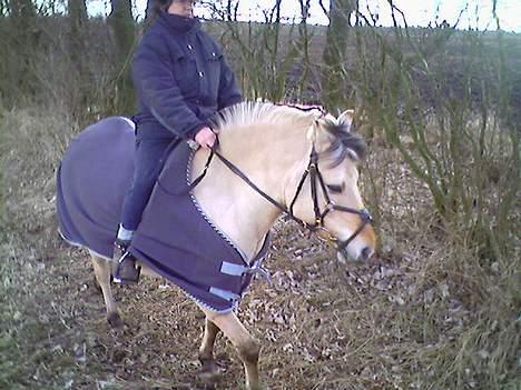 Fjordhest Perle *RIP <3* - min mor der rider hende billede 2