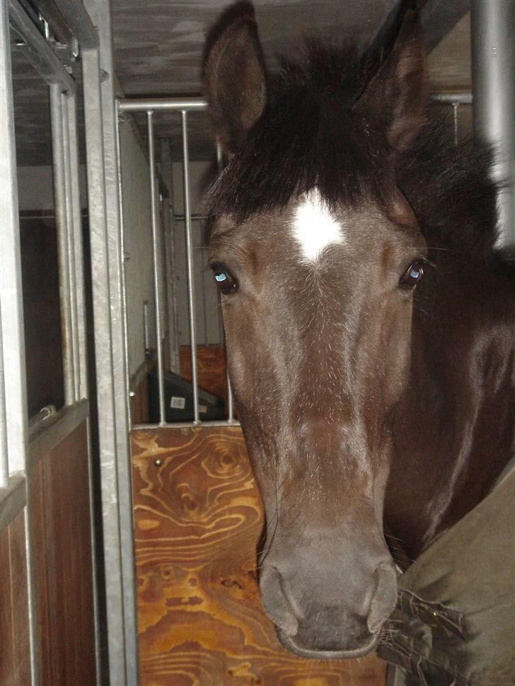 Anden særlig race Stella <'3 * solgt *  billede 19