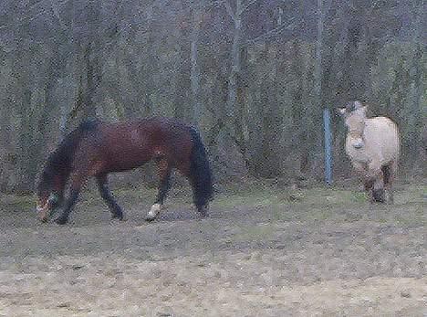 Dales Nevada - Nu kommer den fede igen og vil lege... lad mig nu være Vikna! billede 10